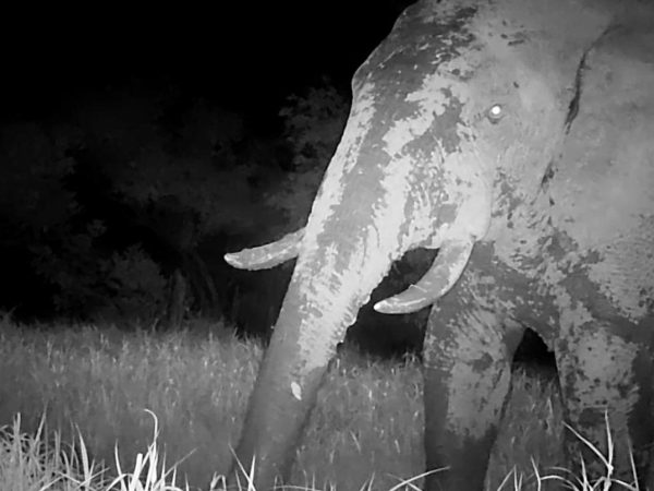 Qui est Ousmane, l’éléphant fantôme réapparu au Sénégal?©ONG Panthera